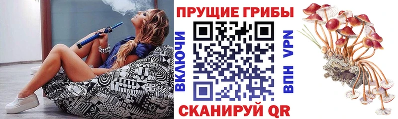 Псилоцибиновые грибы Psilocybine cubensis Холмск